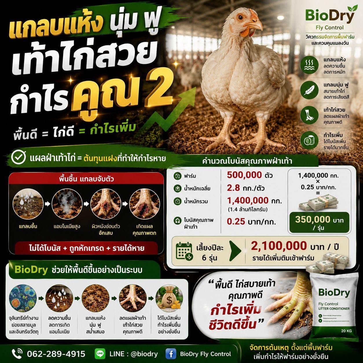 แกลบแห้ง นุ่ม ฟู เท้าไก่สวย กำไรคูณ 2 จุดเริ่มต้นของฟาร์มที่มีกำไร