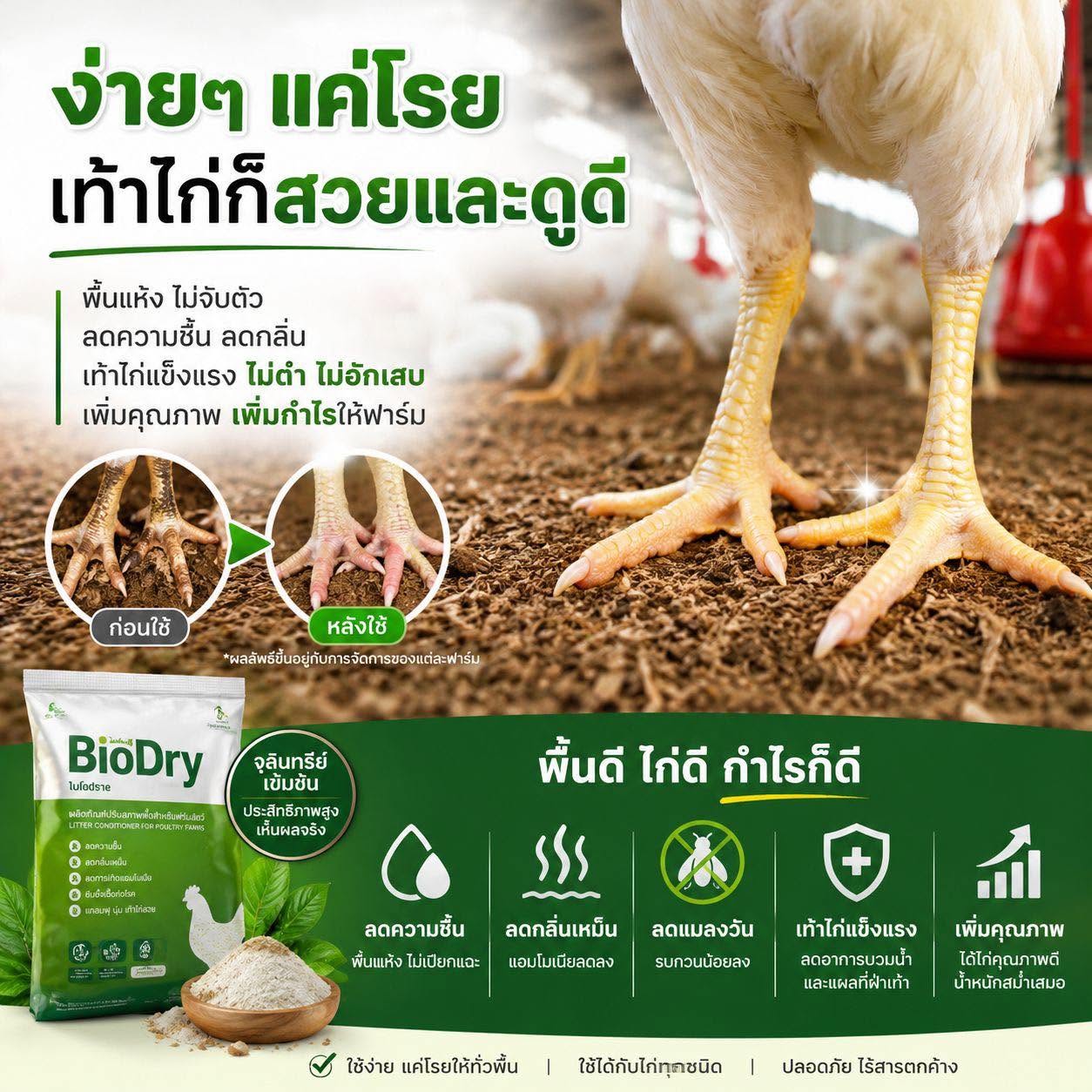 เท้าไก่สวย ไม่ใช่แค่เรื่องความสวย แต่คือกำไรของฟาร์ม