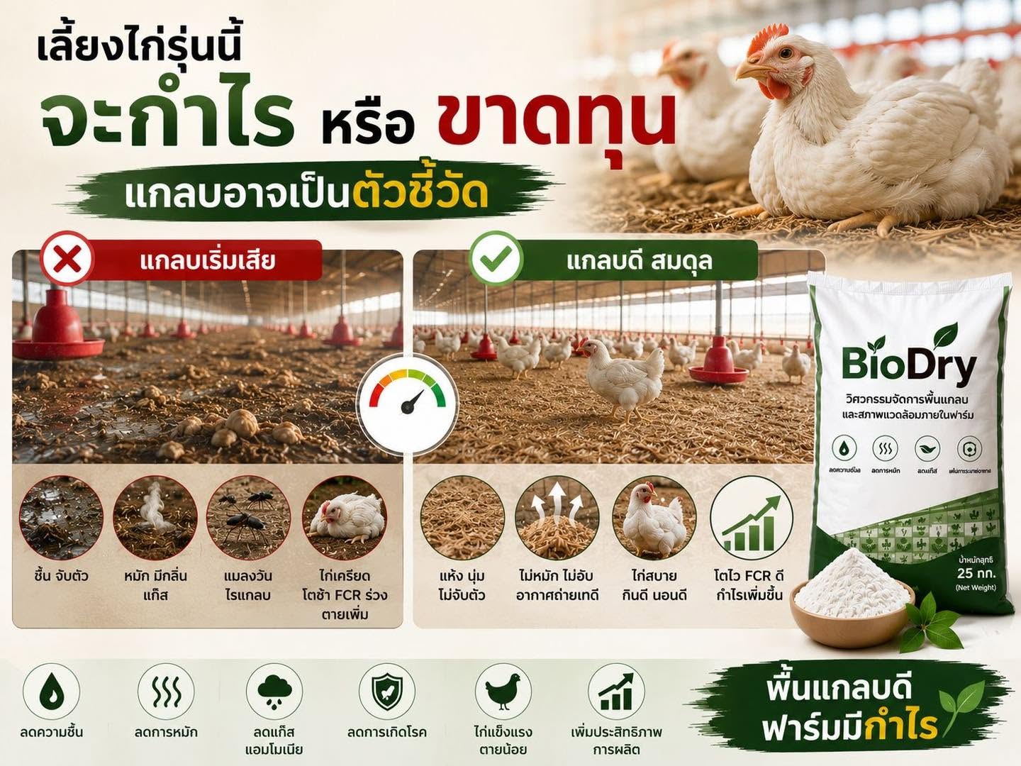 เลี้ยงไก่รุ่นนี้ จะกำไรหรือขาดทุน? คำตอบอาจอยู่ที่ "พื้นแกลบ"