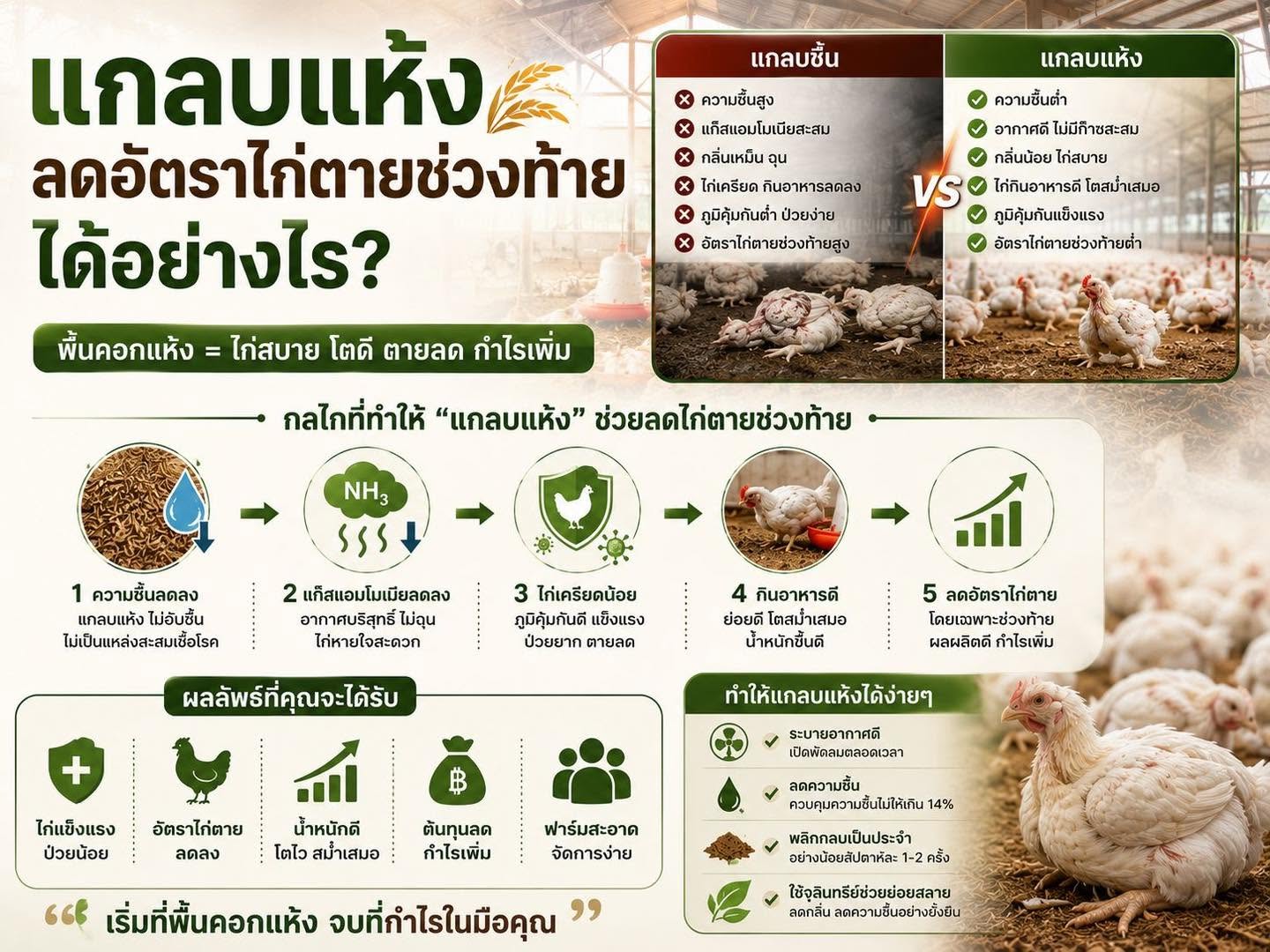 แกลบแห้ง ลดอัตราไก่ตายช่วงท้ายได้อย่างไร? จัดการพื้นคอกดี ช่วยให้ไก่แข็งแรง โตดี และฟาร์มมีกำไร