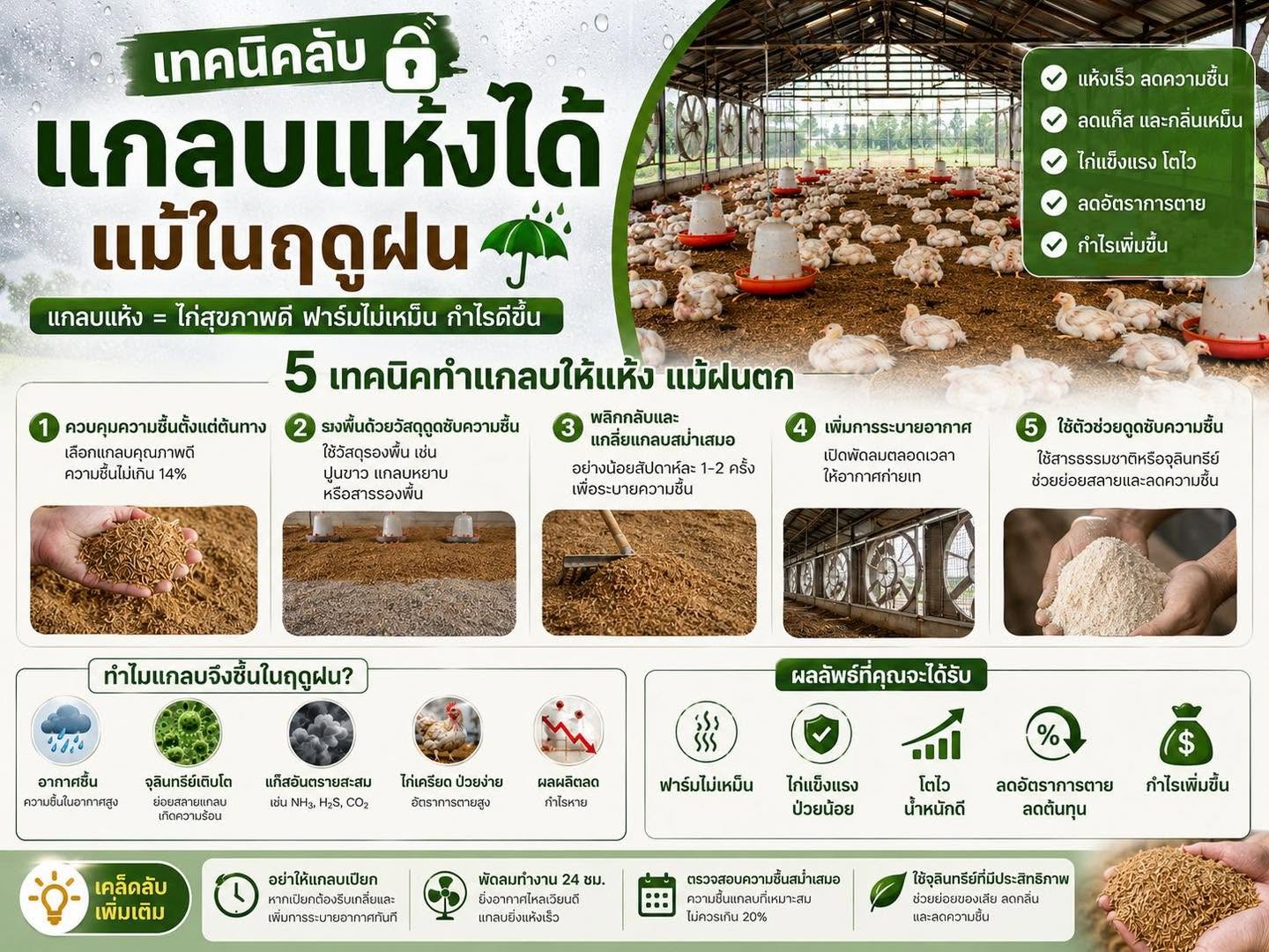 5 เทคนิคทำแกลบให้แห้ง แม้ในฤดูฝน ลดความชื้นในพื้นคอกไก่ จัดการโรงเรือนได้ง่ายขึ้น
