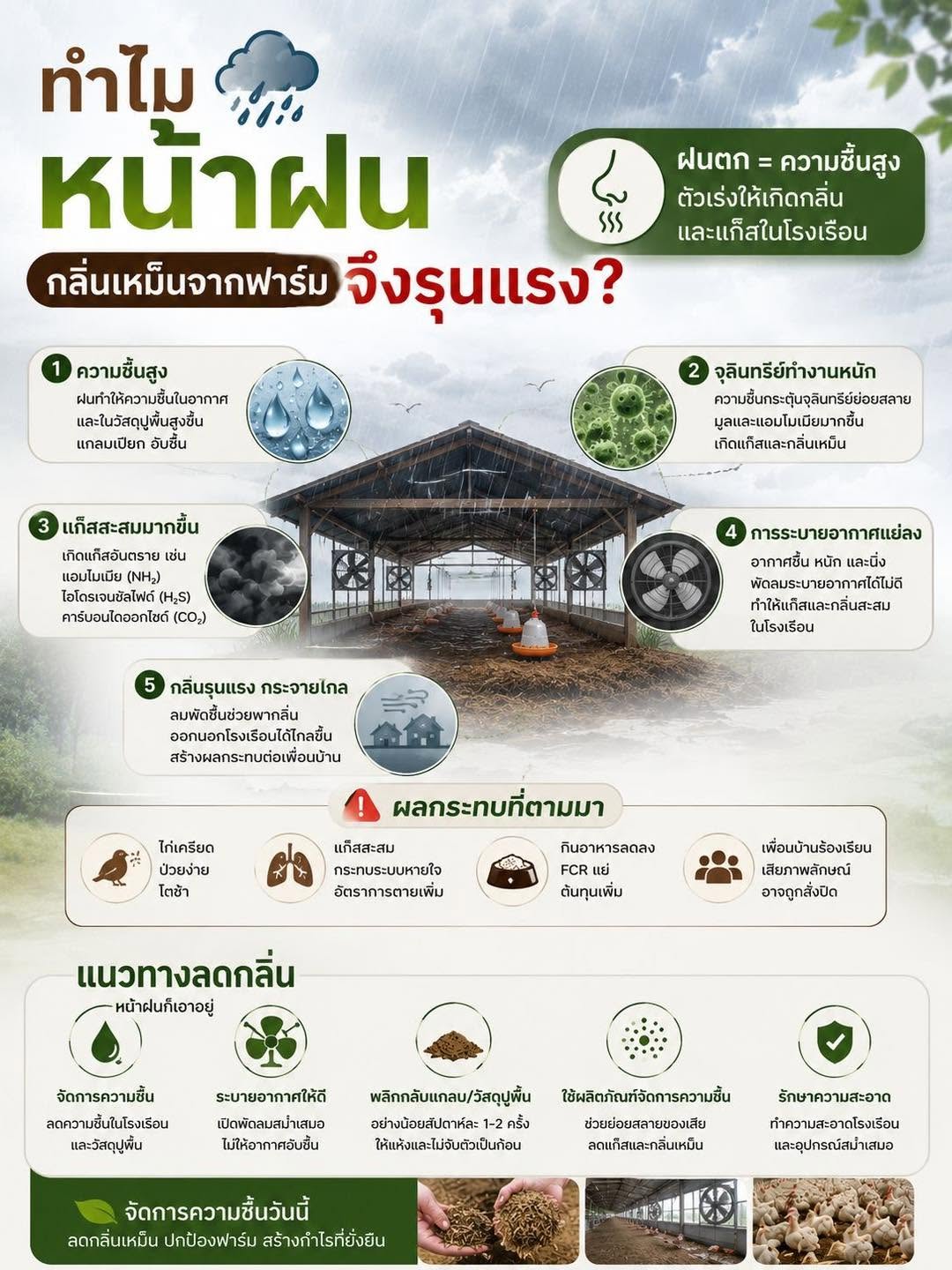ทำไมหน้าฝนกลิ่นเหม็นจากฟาร์มจึงรุนแรงขึ้น? เจาะสาเหตุและวิธีจัดการกลิ่นในโรงเรือนไก่