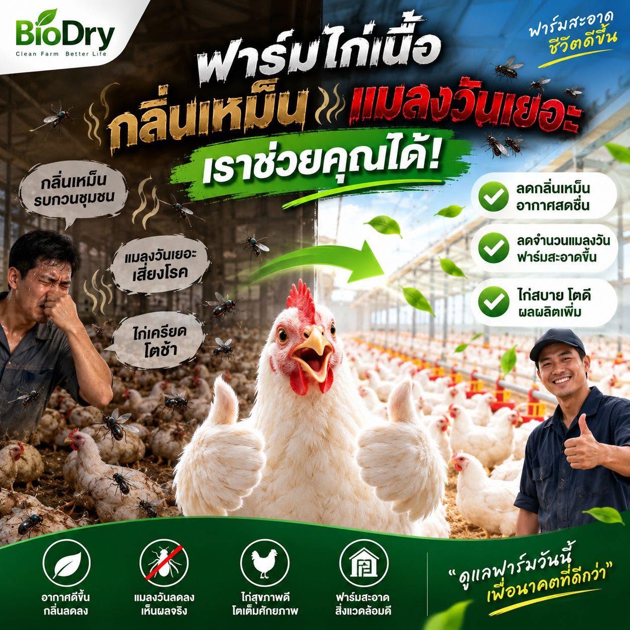 ฟาร์มไก่เหม็น กลิ่นไม่หาย แมลงวันเยอะ แก้ปัญหาอย่างไรให้ฟาร์มสะอาดขึ้น?