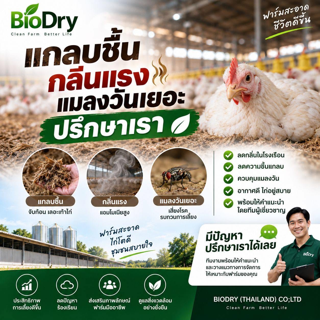 แกลบชื้น กลิ่นแรง แมลงวันเยอะในฟาร์มไก่ แก้อย่างไร? รู้สาเหตุและจัดการให้ตรงจุด