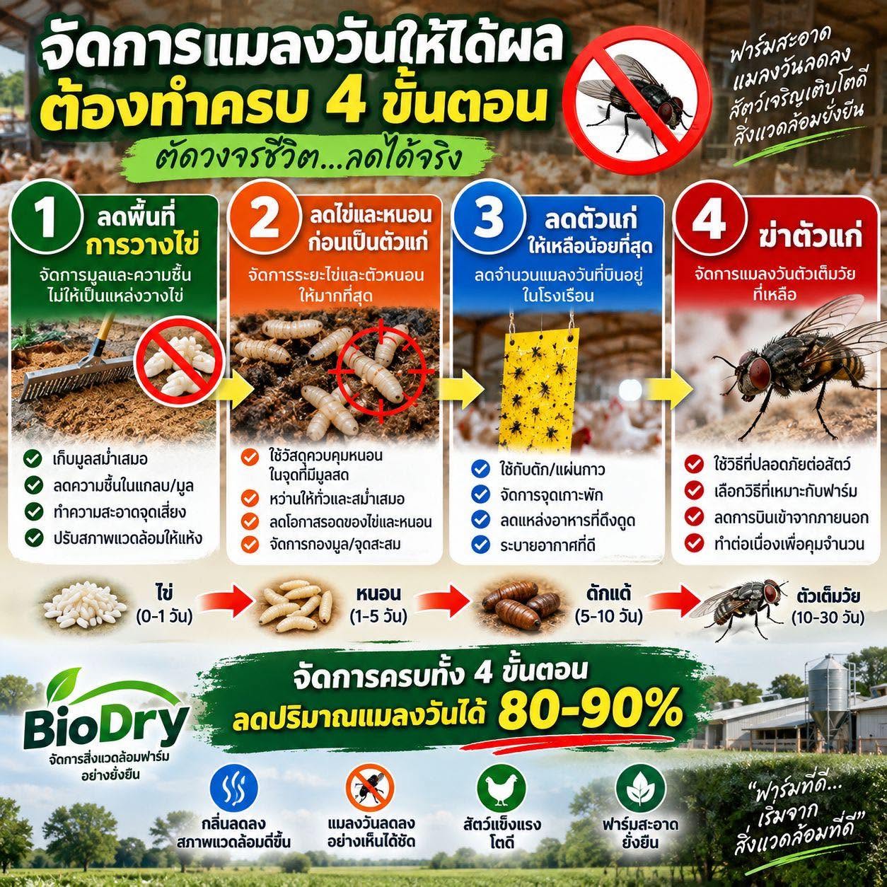 จัดการแมลงวันในฟาร์มไก่ให้ได้ผล ต้องทำครบ 4 ขั้นตอน ไม่ใช่แค่ฆ่าตัวแก่